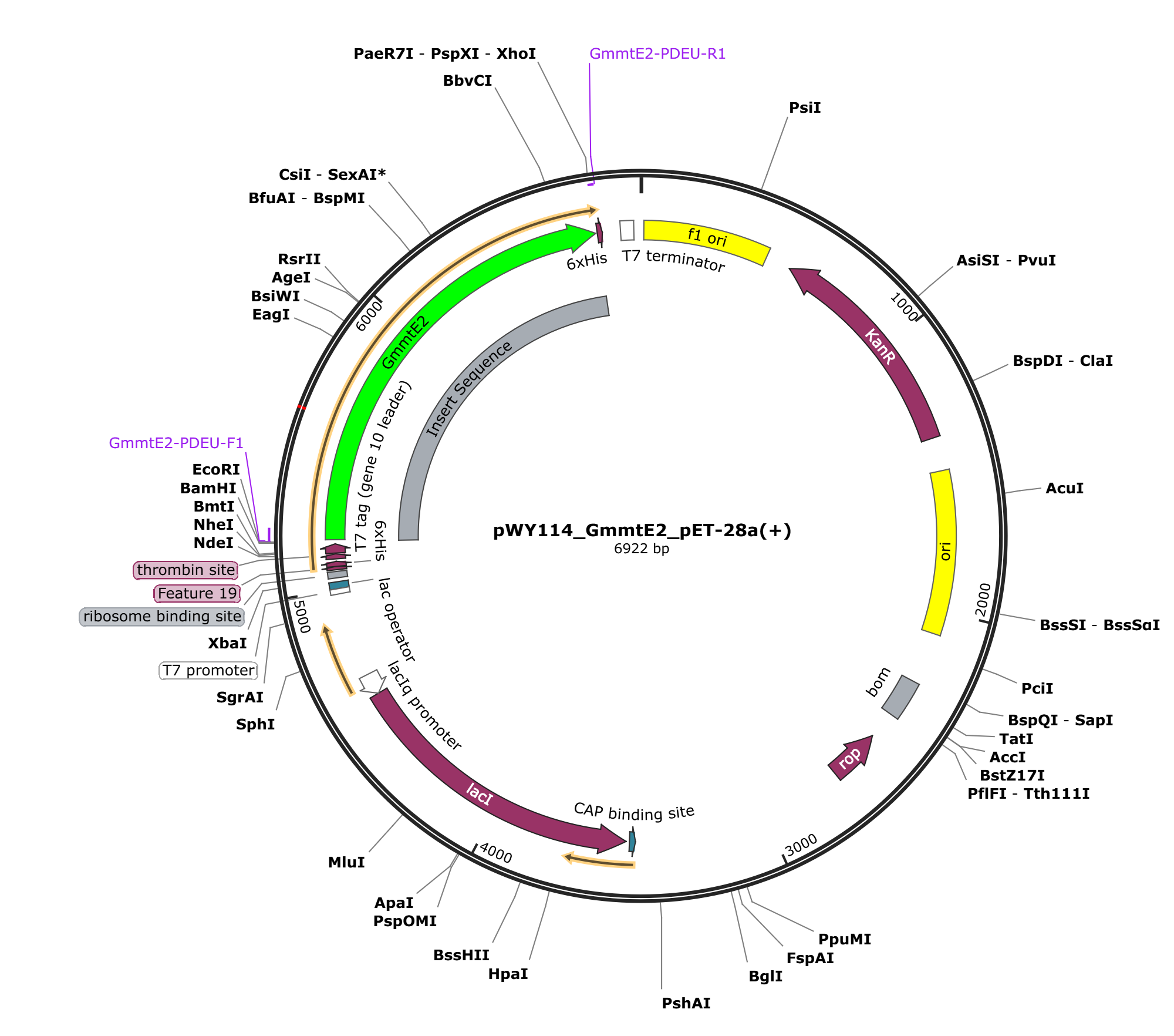pWY114 pET28a_GmmtE2载体图谱.png